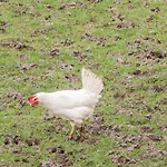 Ingleside Nyaraló Whitby