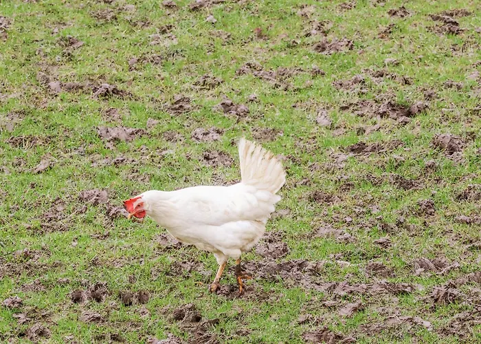 Ingleside Holiday home Whitby